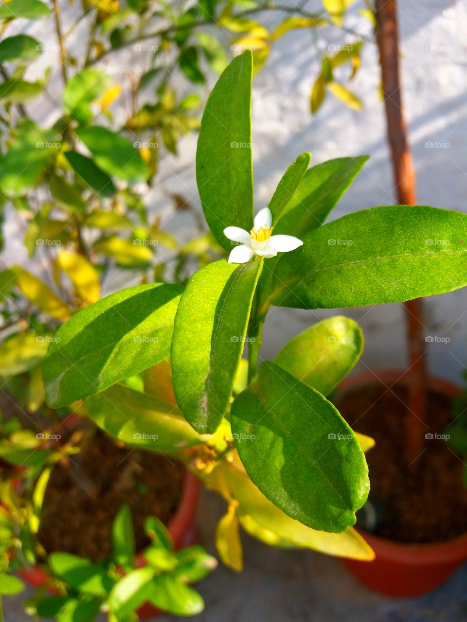 There is a plant of Lemon. 
And there beginning Flower...
is Grwon ....