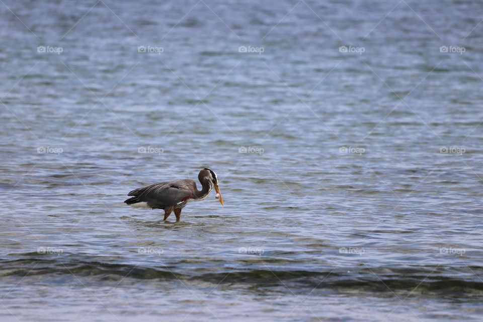 Great blue heron holding fish in its beak 