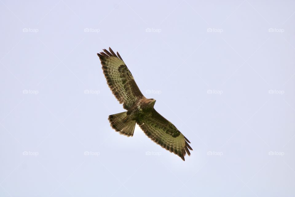 Buzzard 