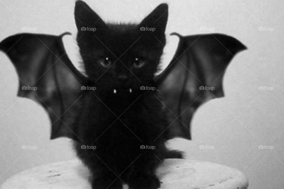 Batcat