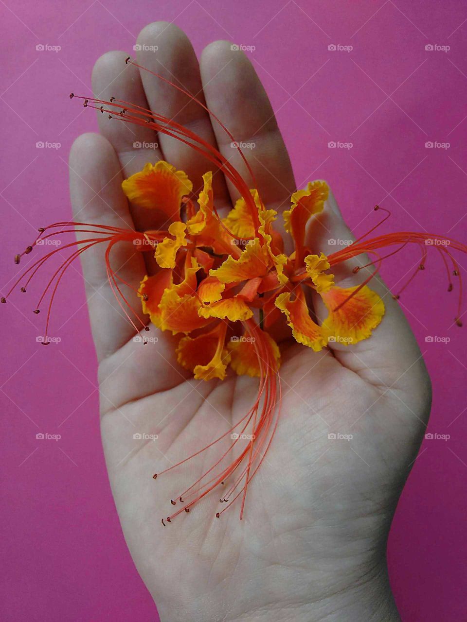 Female hand holding small flowers (Poinciana).