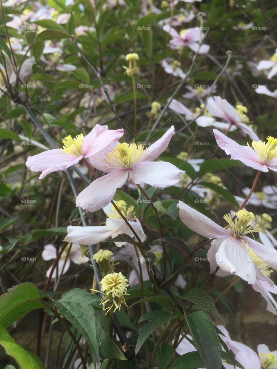 Flower, Nature, Flora, Garden, Leaf