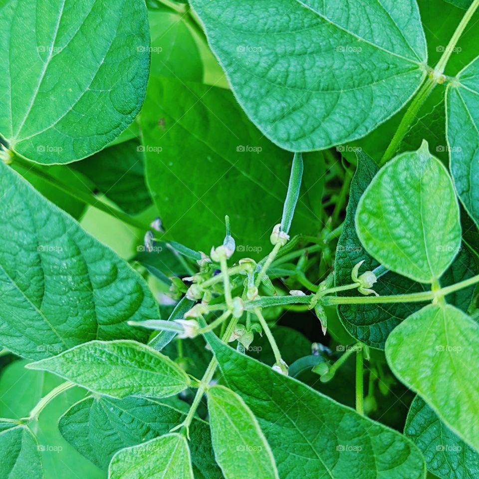 Bean plant