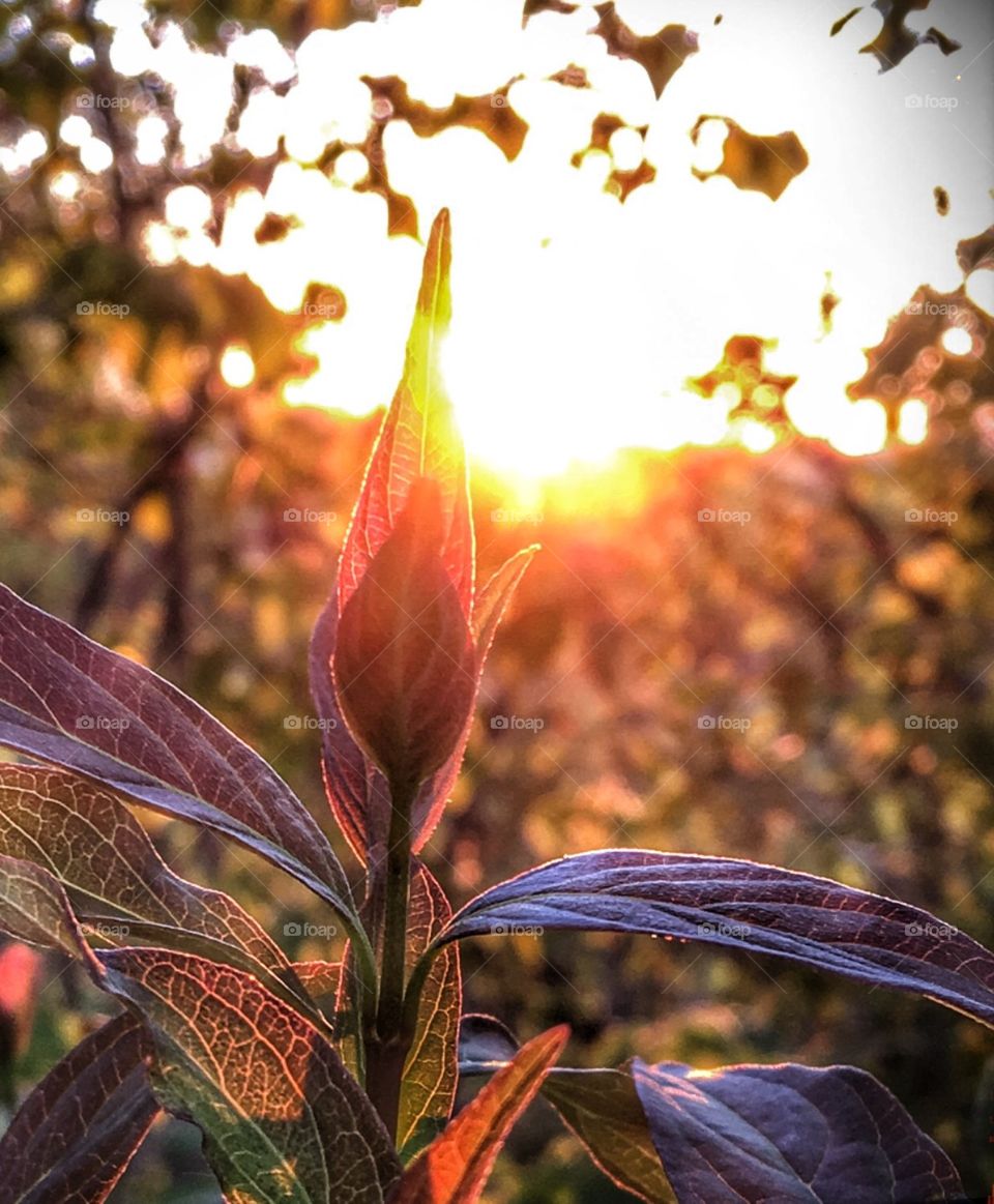  Sunset in my backyard