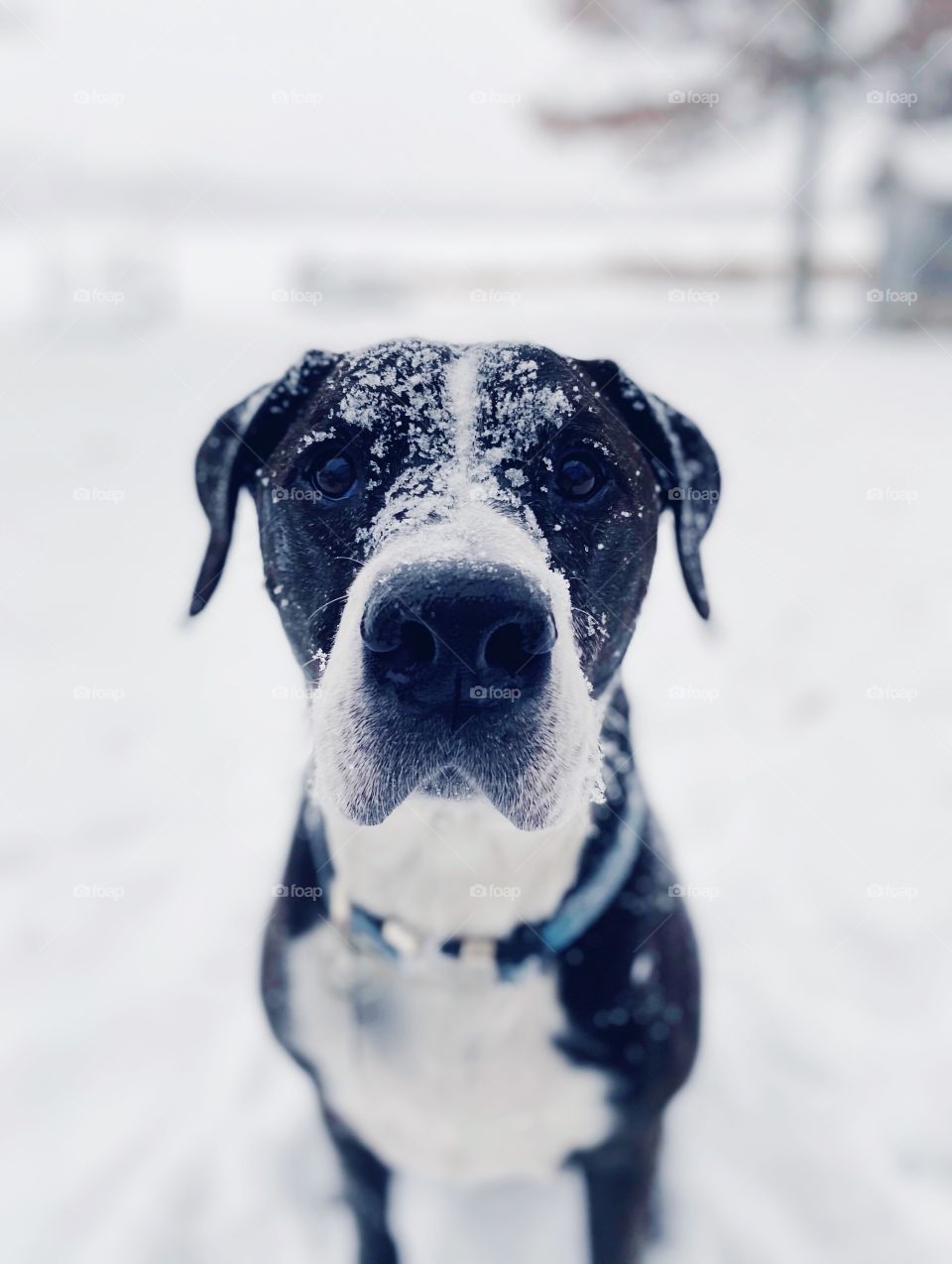 Winter dog 