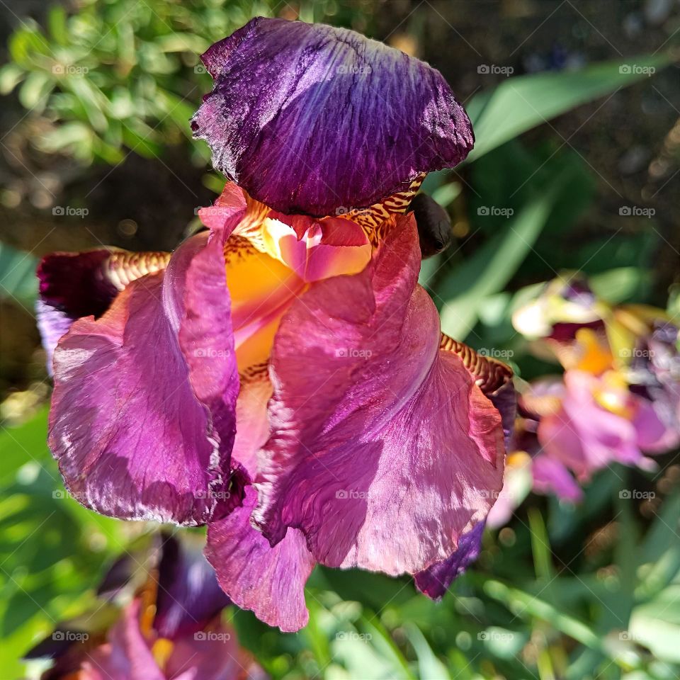Blooming iris