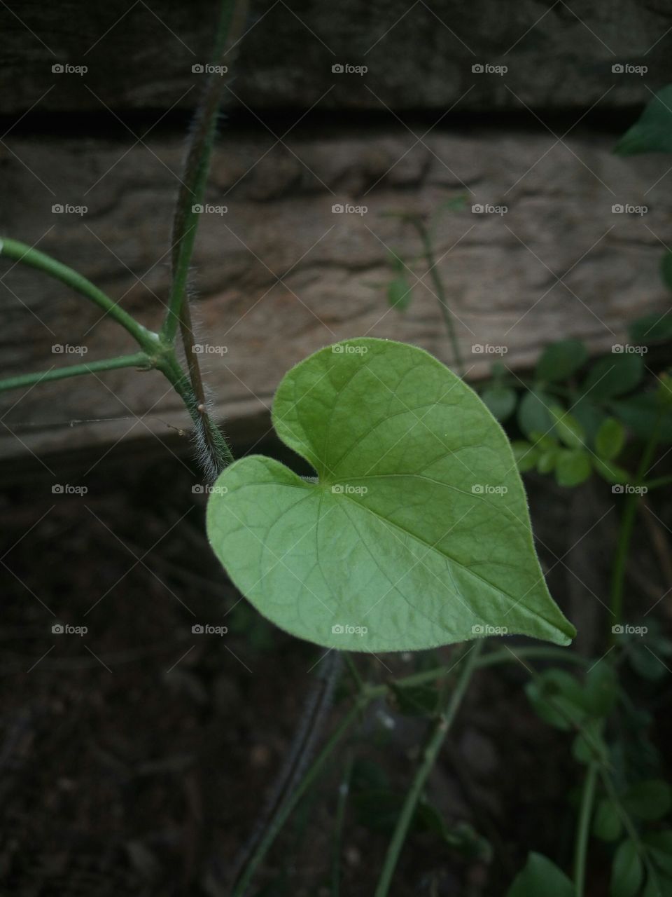 the most beautiful single green colour leaf!! awesome