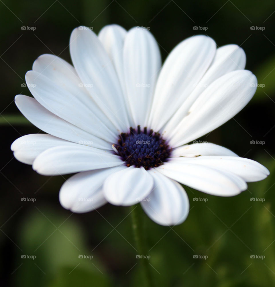 White Flower, nature's gift