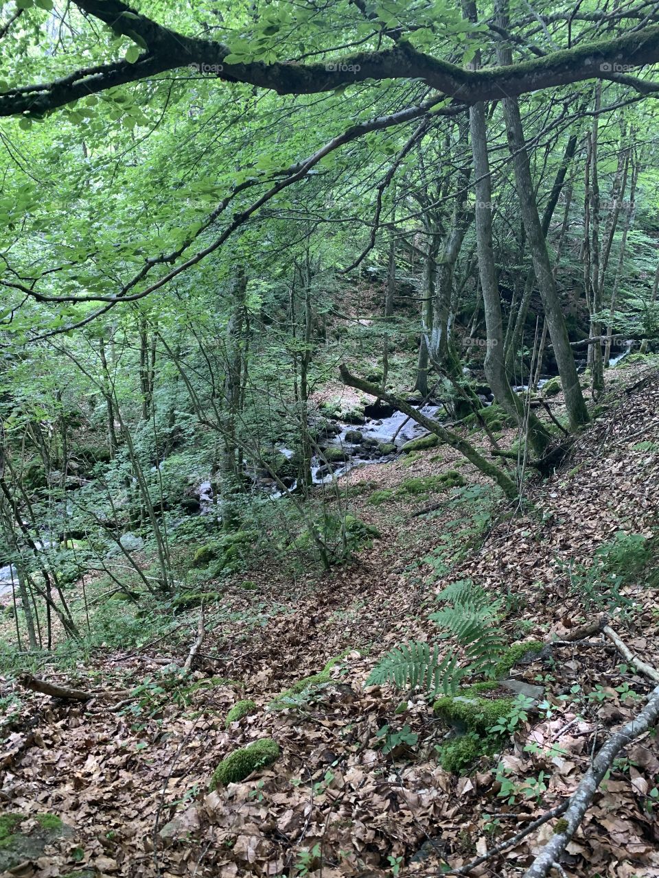  in the middle flows a river