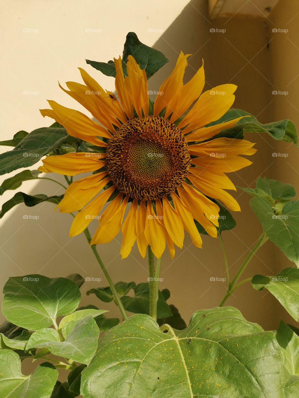 nature with re plantation