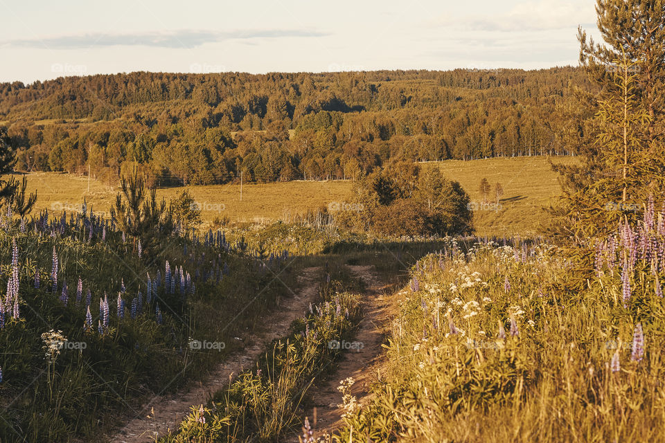 beautiful forests in the Vologda region