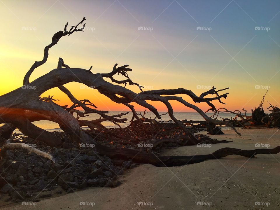 Desert, Landscape, Tree, Sunset, Dry