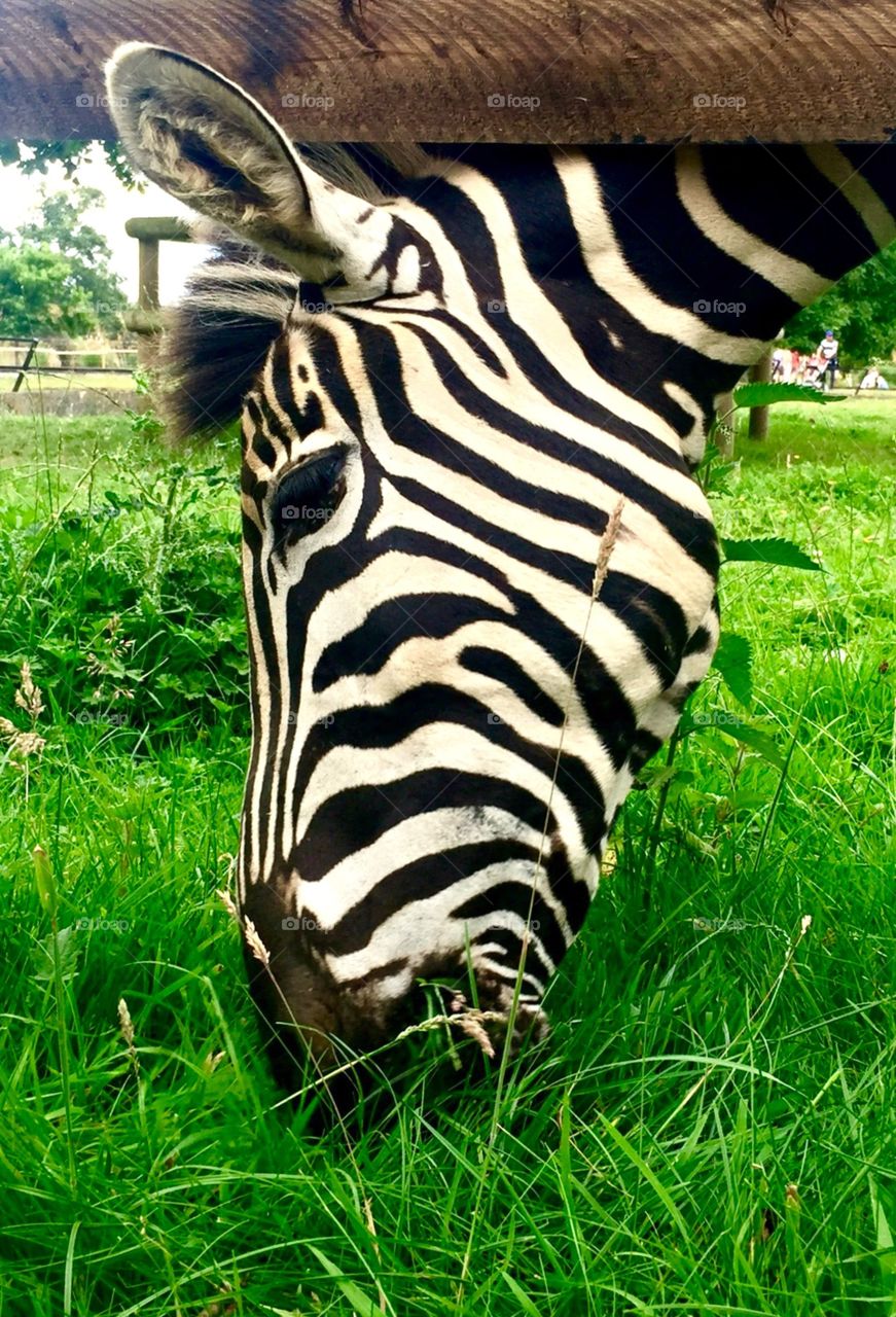 Close up:Zebra Eating