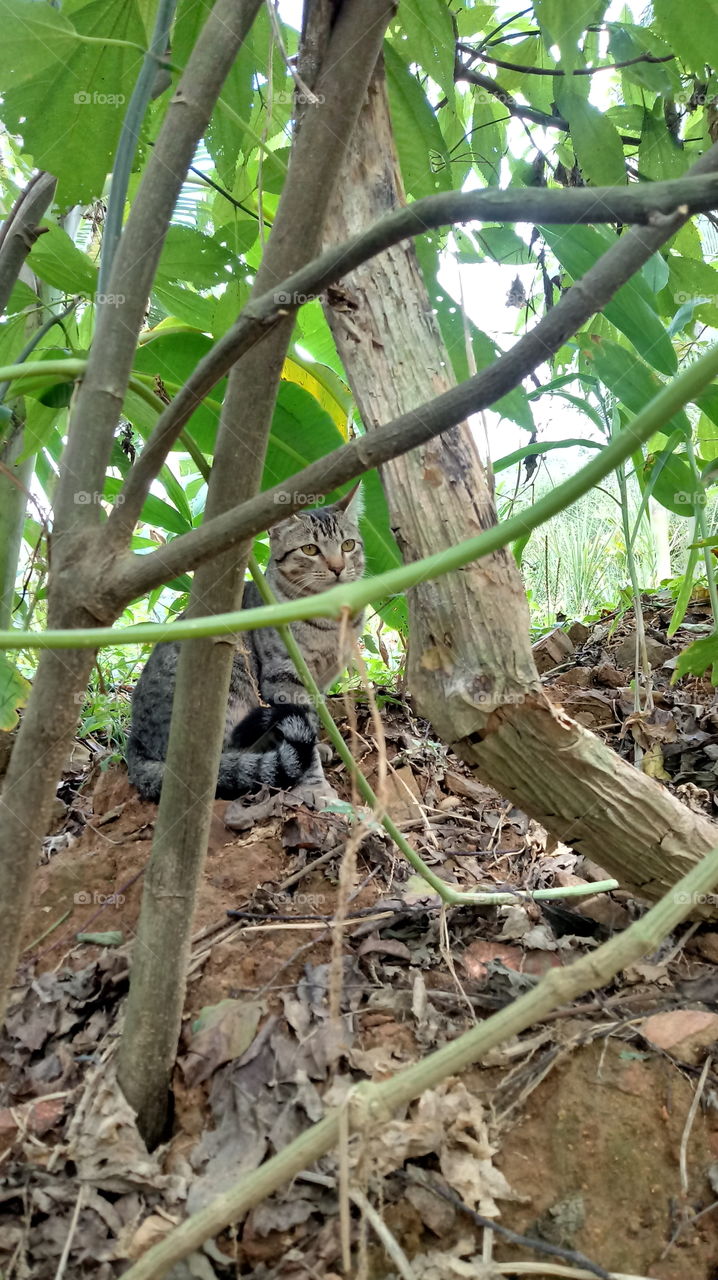 MAČKA, SKRIVA, V UBIJI MED PODRUČJI