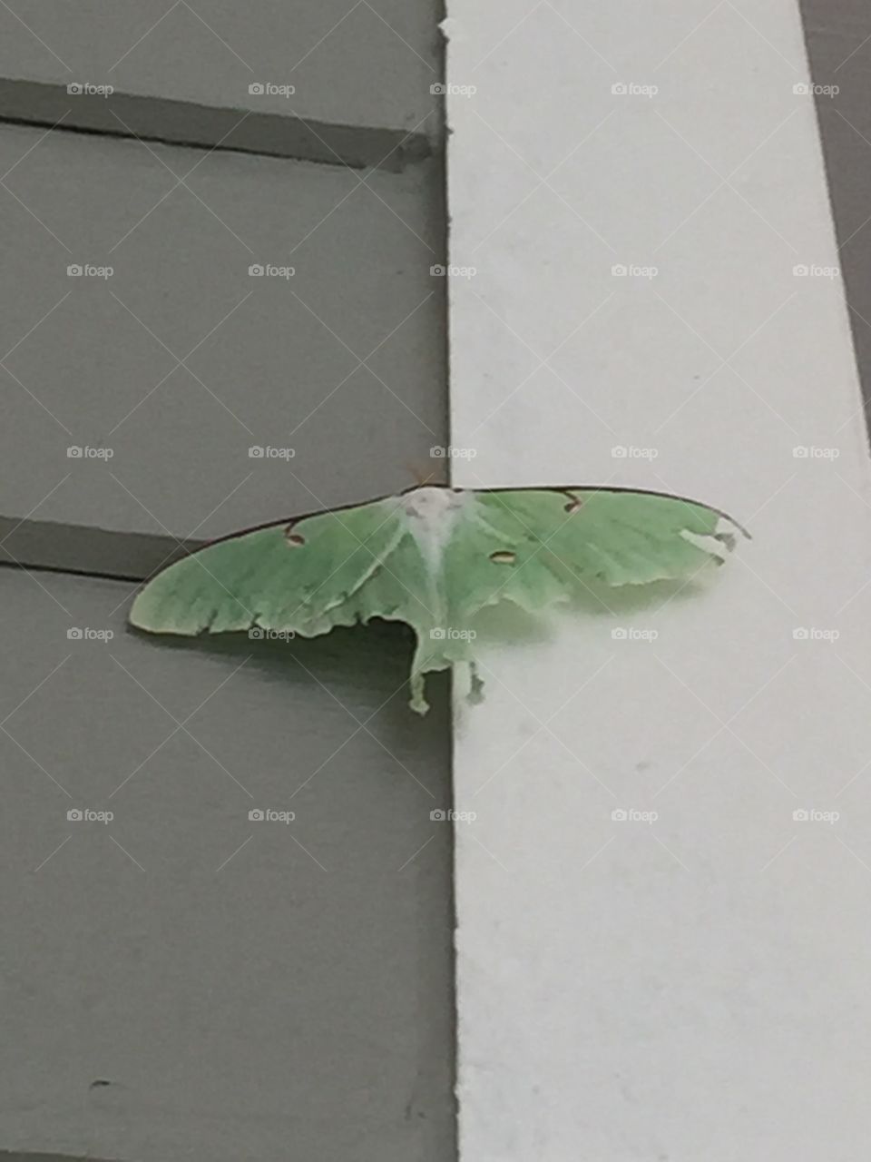 Beautiful Moth. This moth was outside my apartment door and it was just too beautiful not to capture on film.