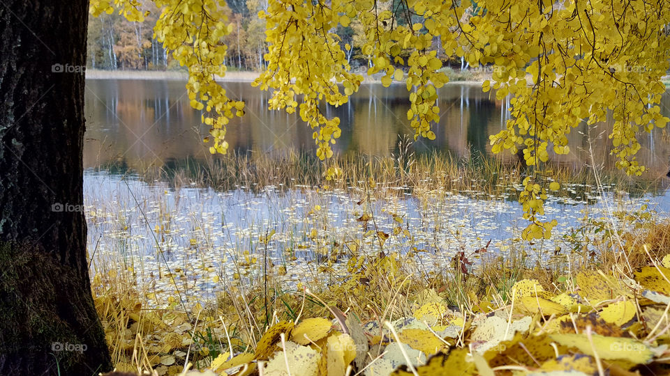Autumn - by the lake, yellow leaves