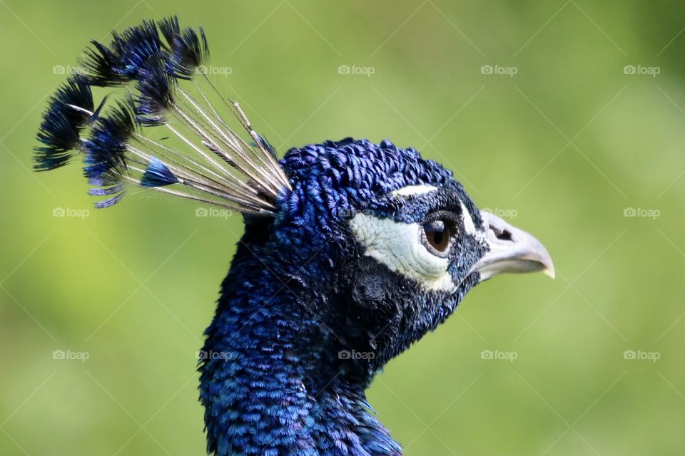 peacock