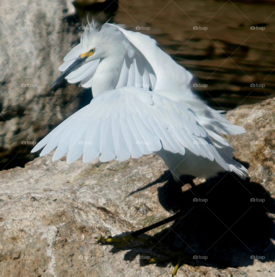 Snowy Egret and His Shadow