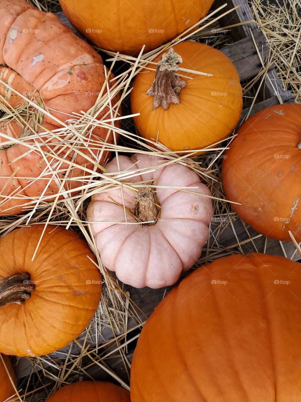 Pumpkins of all shapes, sizes and colors!