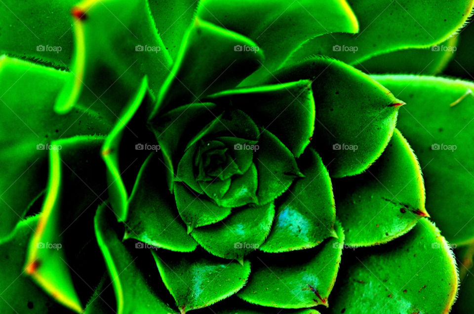 green nature macro plant by gaguling