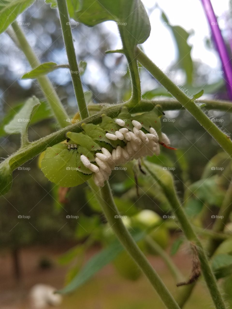 tobacco  hornworm