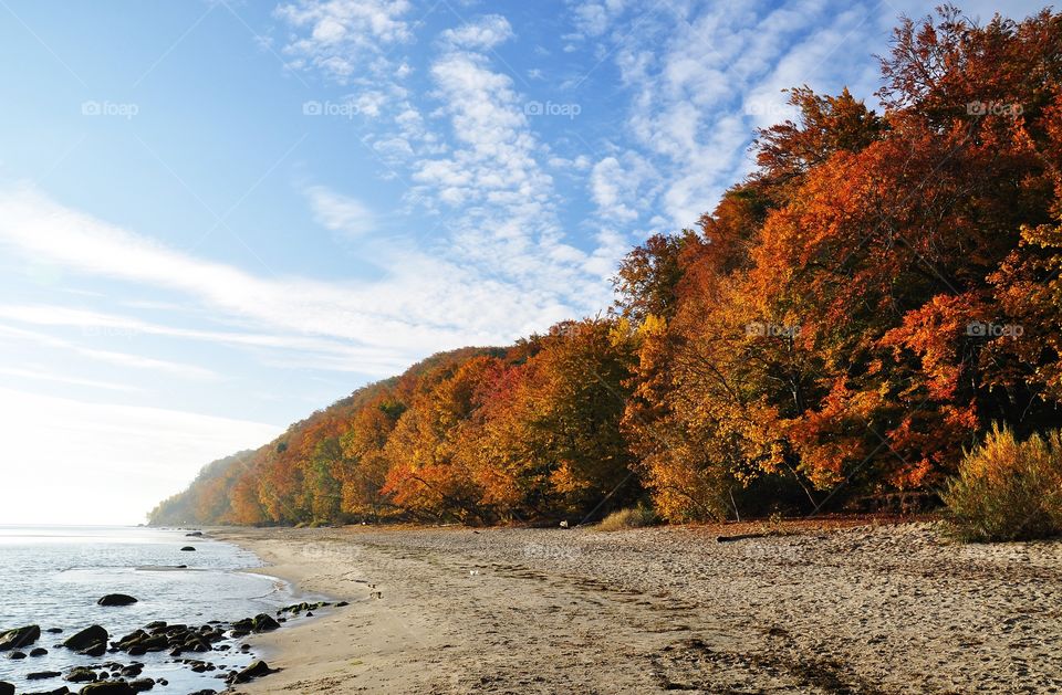 Autumn trees at coastline, Baltic sea