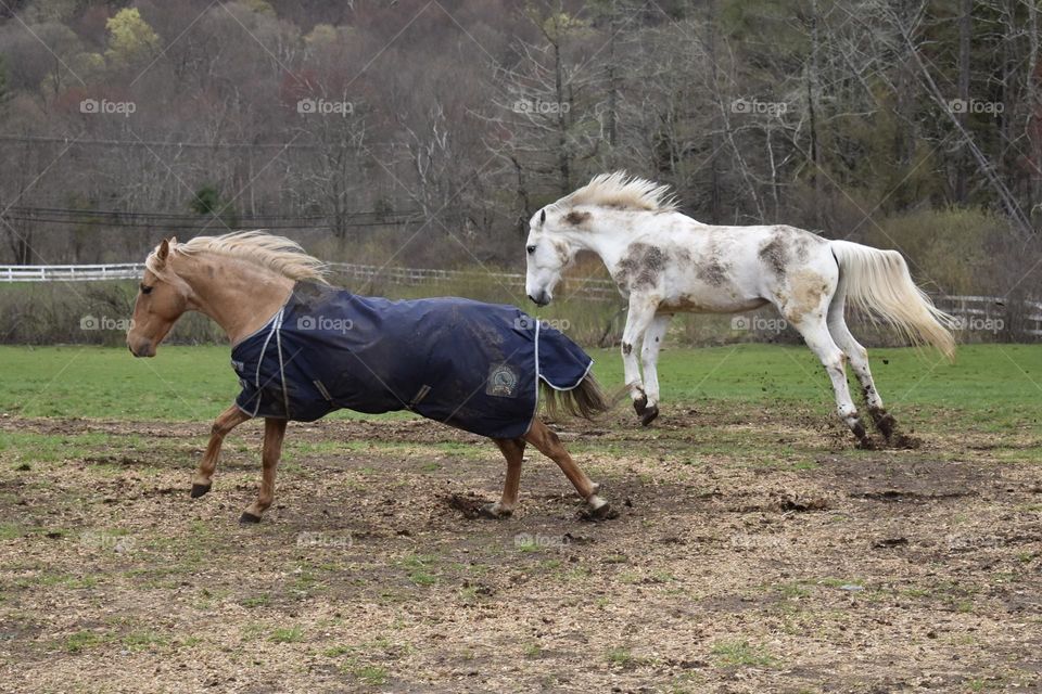 Majestic Horses Running and Jumping 