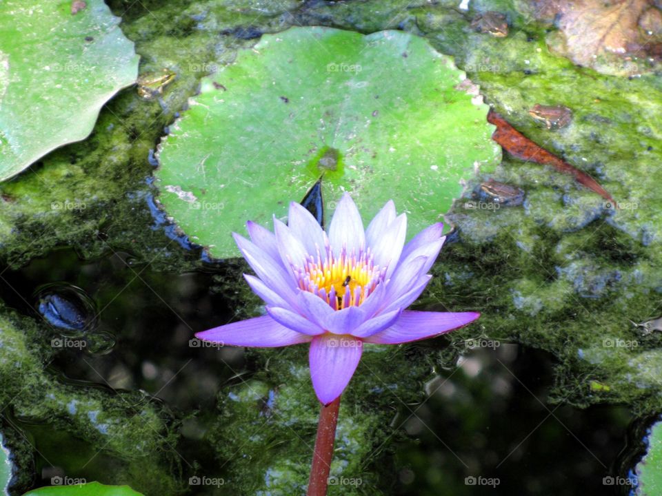 Lily, queen of the morning lake. (Zoological Park, Yerusalim, May, 2008).