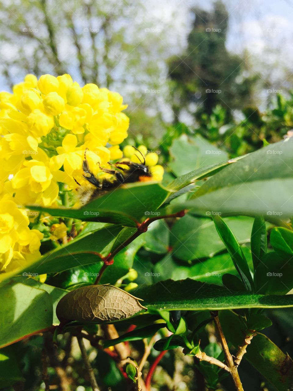 Yellow flower and bee