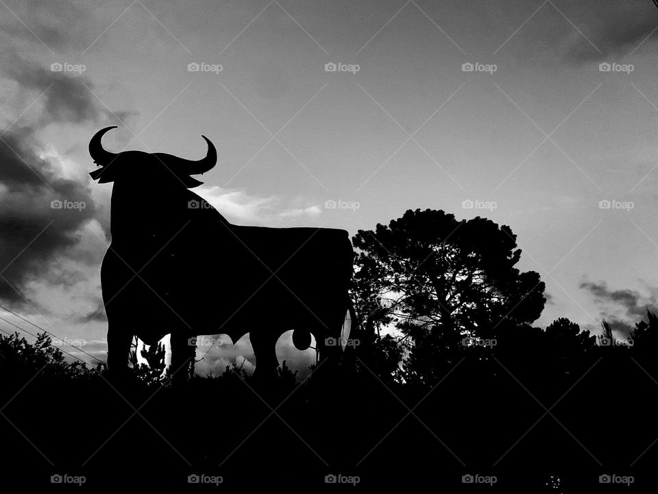 Bull