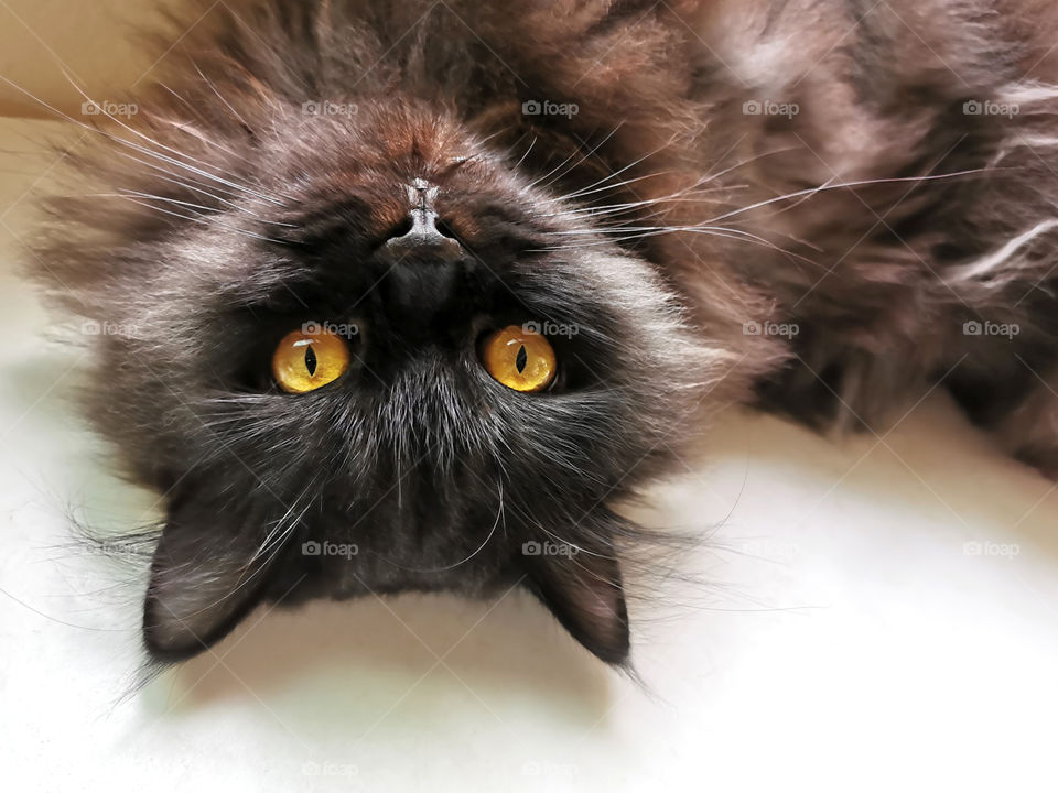 Persian cat laying down on the white table with copy space on the right side.