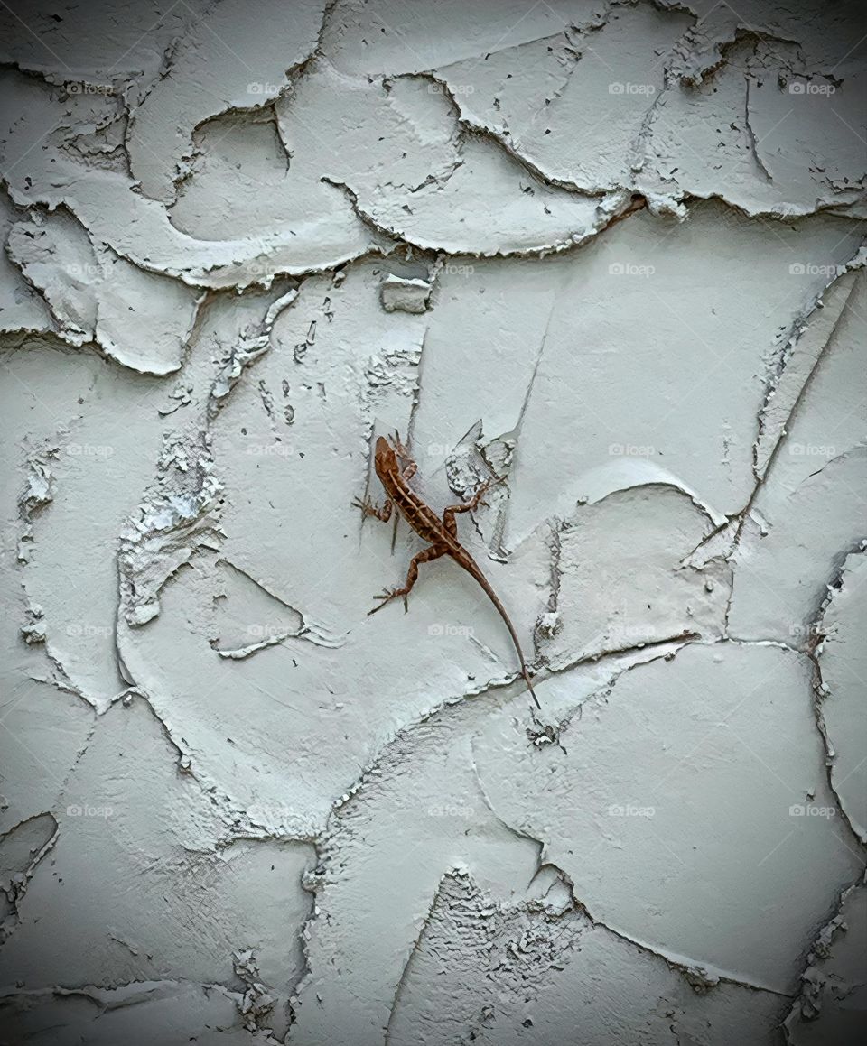 Centered Climbing Lizard On The Stucco Bluish Grey Wall🦎