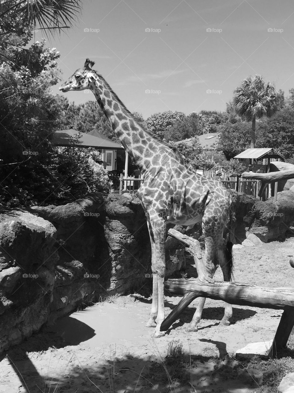 Eating giraffe at the Houston Texas zoo