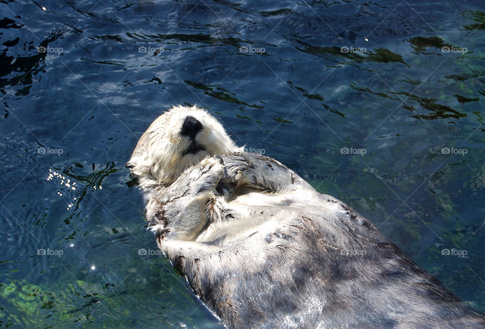 water animal mammals canada by lmel900