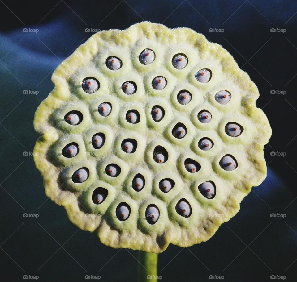Circle pod seeds of a Lotus flower growing in a pond