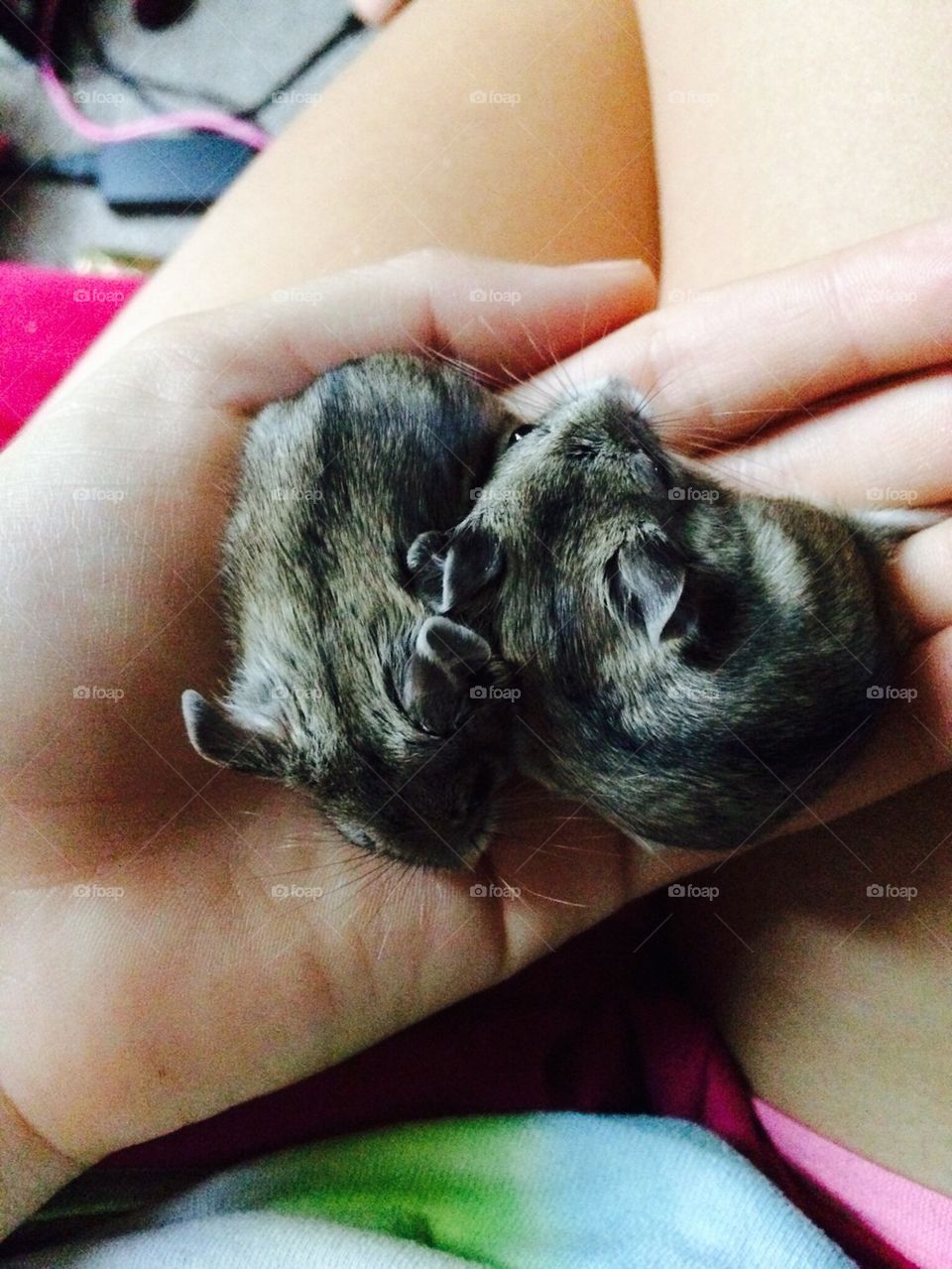 Chinese dwarf hamsters