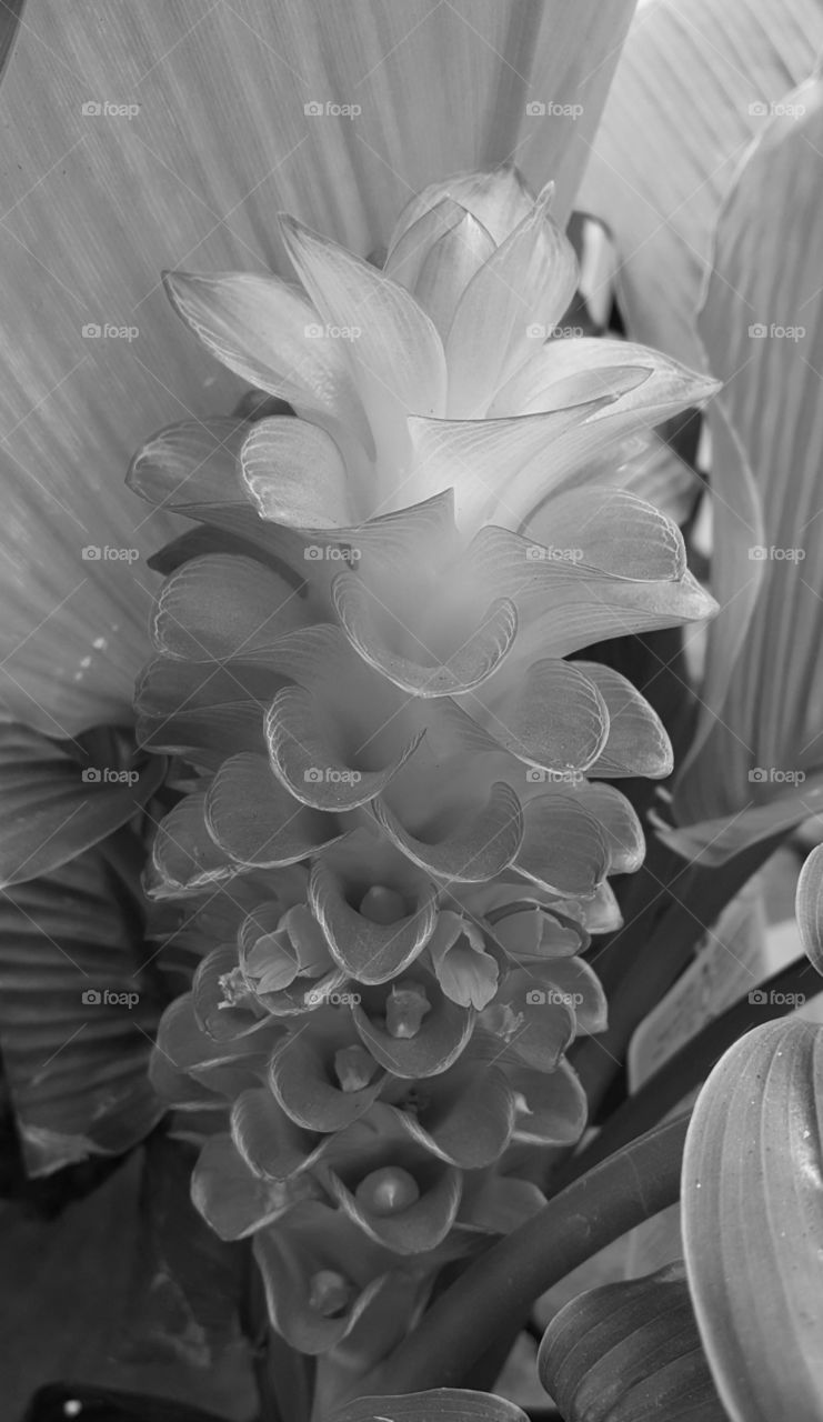 tower flower grayscale