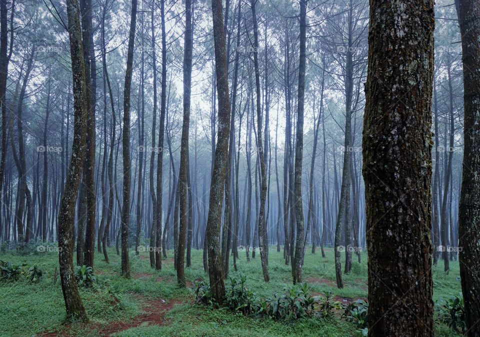 misty morning in the forest