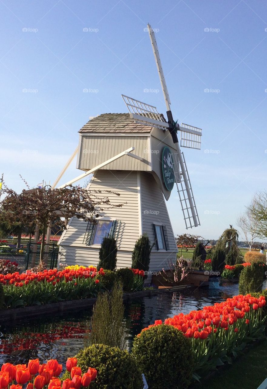 Tulip Town Windmill