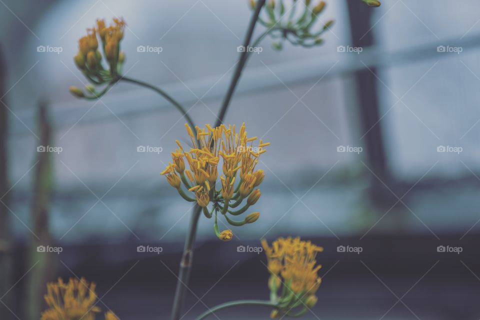 Orange flowers against blue background