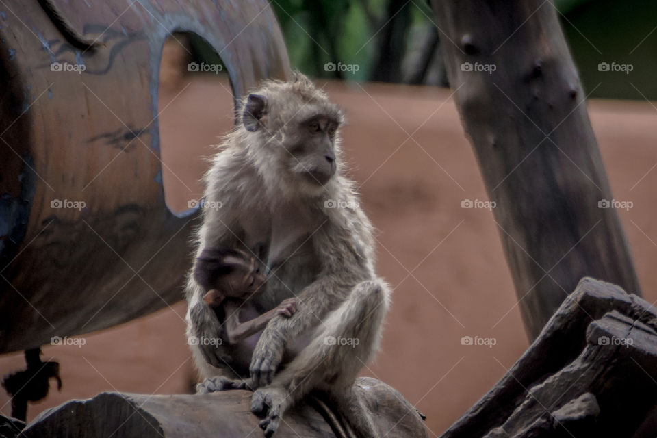 a monkey is nursing his child
