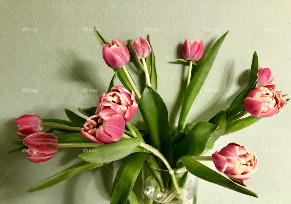 Love tulips
