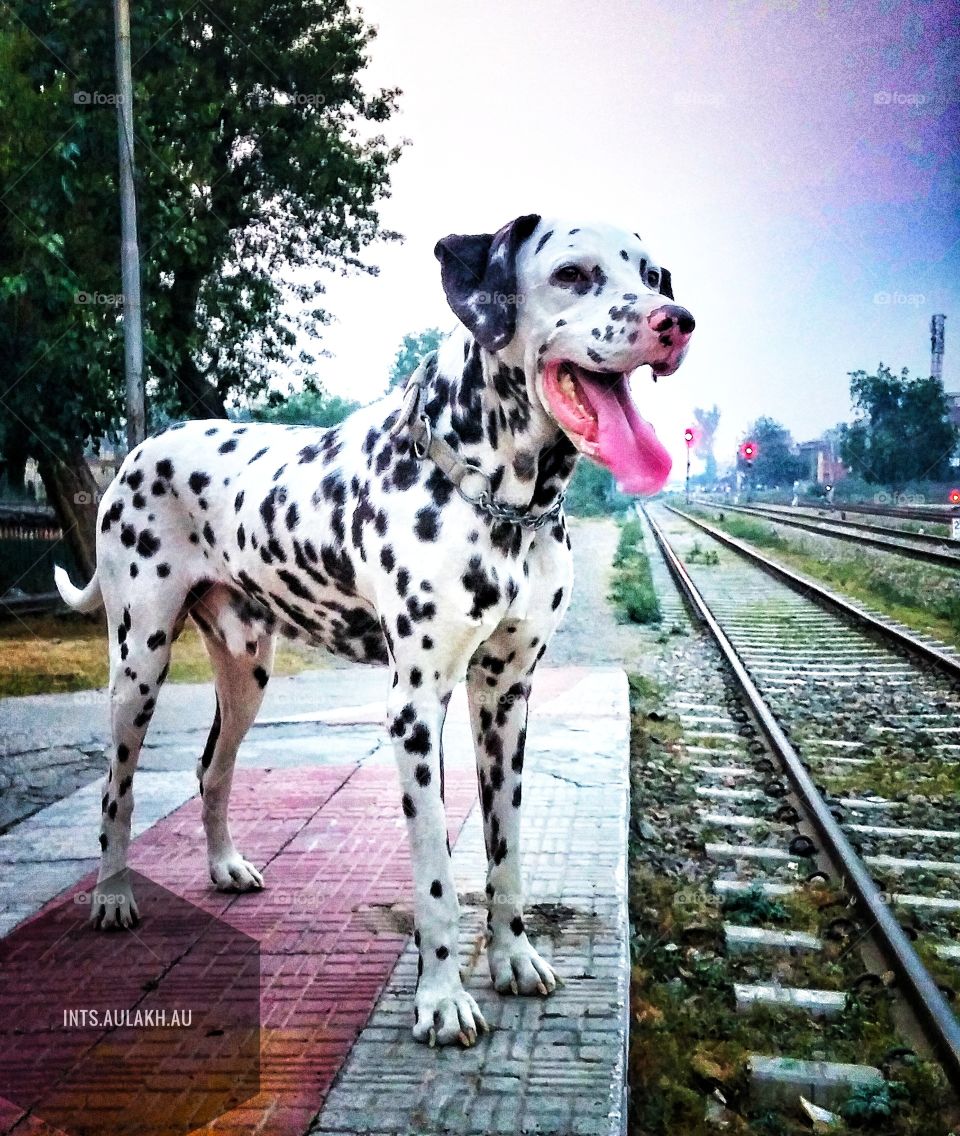 Close-up of a dog on railway platform