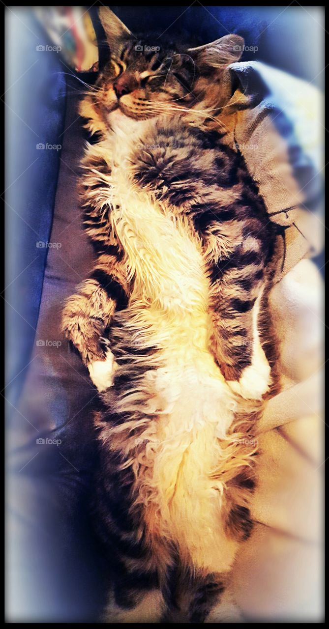 My Maine Coon Cat Hannibal is sleeping very relaxed