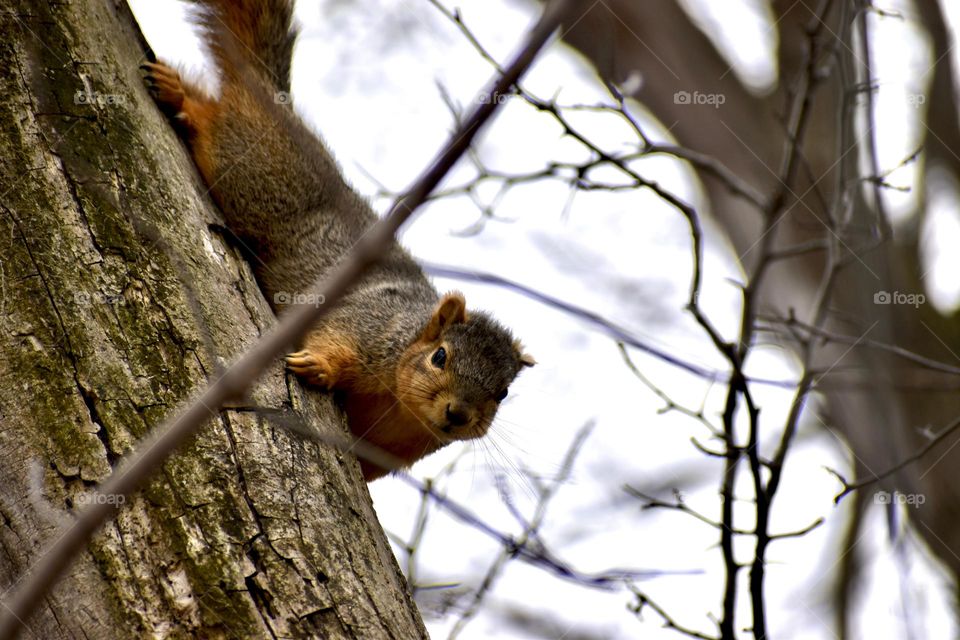 A squirrel staring from a tree