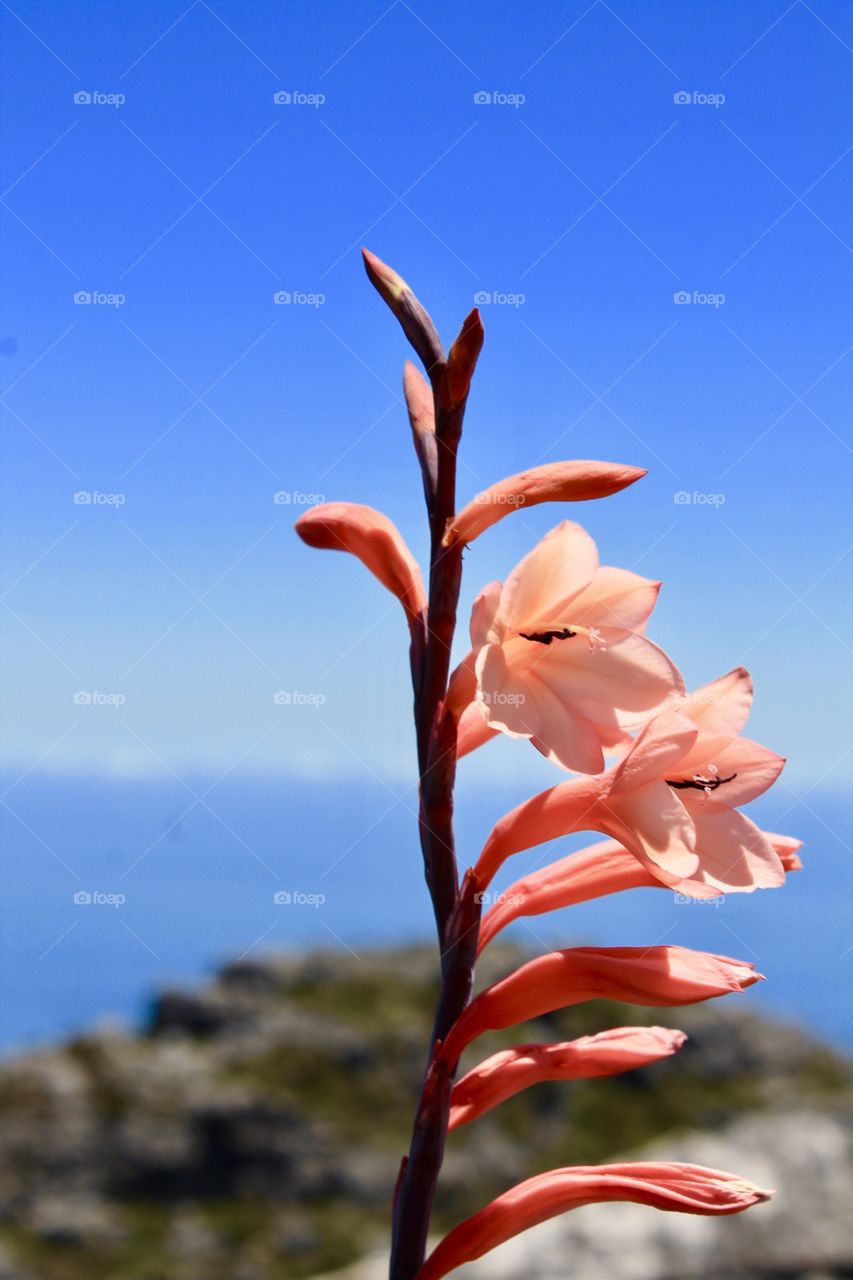 Table Mountain Flower