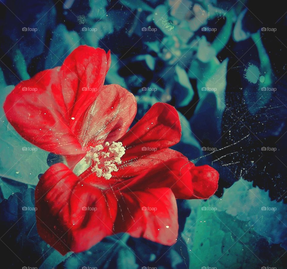 Red Flower