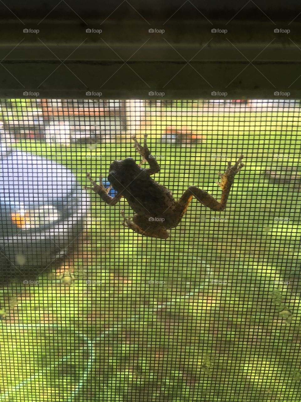 My new friend a little tree frog whom found his way onto our screen after a thunderstorm.