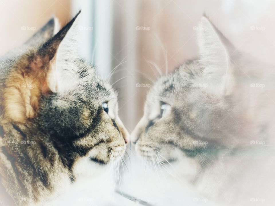 Cat looking through window