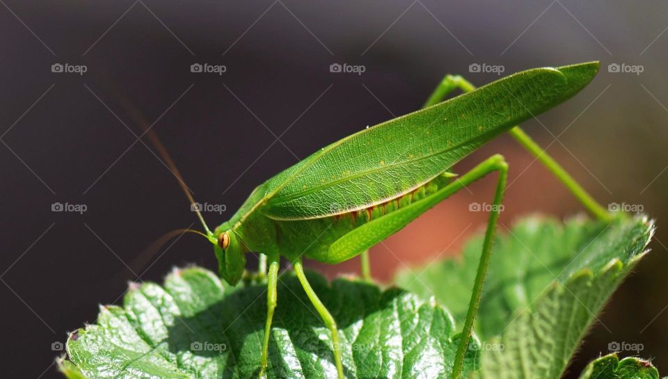 Grasshopper at home in the leaves!